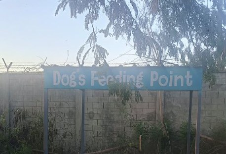 Dog feeding point near new hostels road